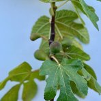 Figovník obyčajný (Ficus carica) ‘NOIRE DE CAROMB’ – výška 40–60 cm, kont. C2L